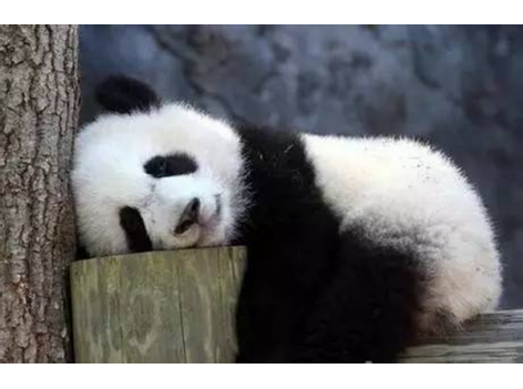 海底撈跨界跨到動(dòng)物界了嗎？愛心認(rèn)養(yǎng)大熊貓