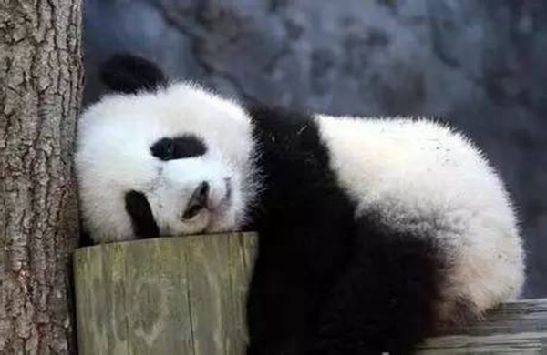 海底撈跨界跨到動物界了嗎？愛心認(rèn)養(yǎng)大熊貓