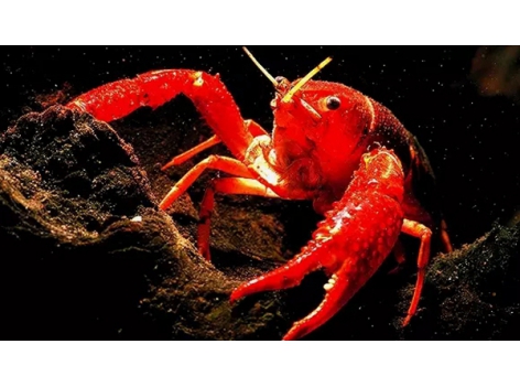 小龍蝦pk火鍋，誰才是餐飲界的扛把子？