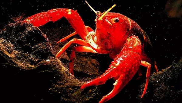 小龍蝦vs火鍋，誰才是餐飲界扛把子？